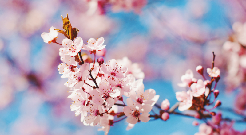 Spring Cleaning - Financially Speaking