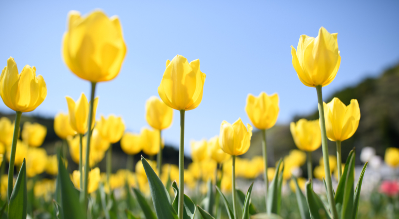 Spring Commentary